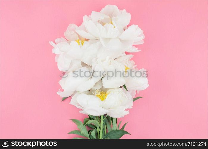 Blooming white peony flowers on pastel color paper background with copy space in minimal style, template for postcard, lettering, text your design. Wedding invitation and celebration greeting concept