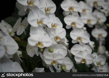 blooming white phalaenopsis orchid flower in garden park