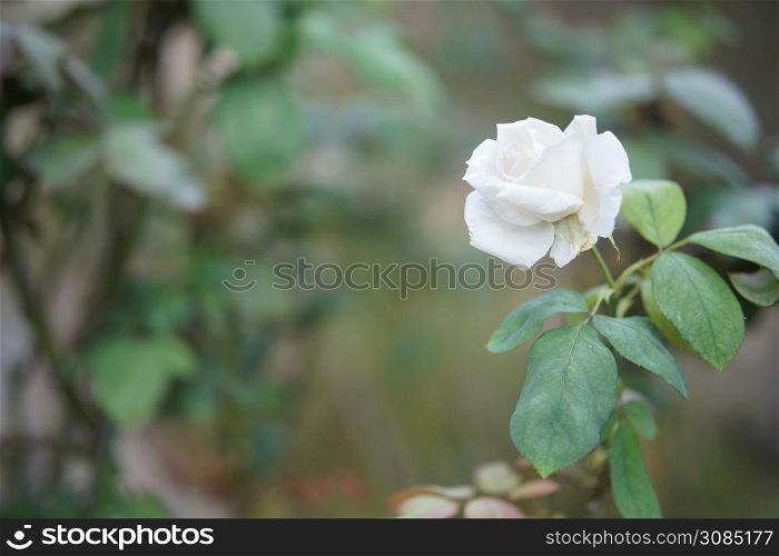 blooming white rose flower in bloom in garden park
