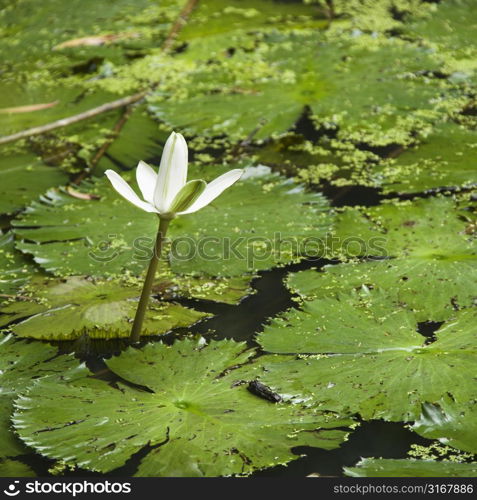 Blooming white water lily, Australia.