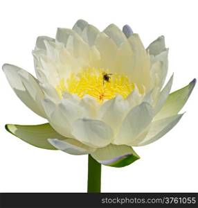 Blooming white waterlily, isolated on a white background