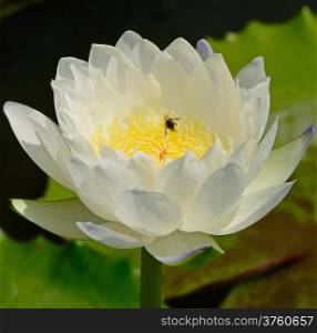 Blooming white waterlily on the pond