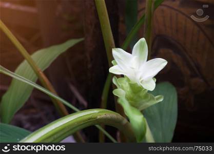 Blooming white zingiber flower in garden
