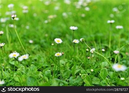 blooming wild daisies in green grass