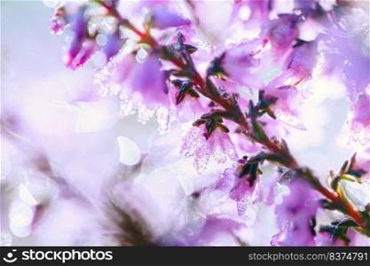 Blooming wild fairy blue common heather  Calluna vulgaris . Nature, floral, flowers background.. Pink heather magical, small, blossoms in autumn