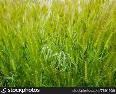 Blooming wild foxtail plants on a picturesque summer meadow. Different greening vegetation sway in the wind. Idyllic rural nature scene, green spring field. Countryside grassland seasonal beauty 