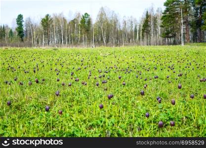 Blooming wild Fritillaria flowers in forest edge. Blooming wild Fritillaria flowers in forest edge. Wild checkered lily flowers.