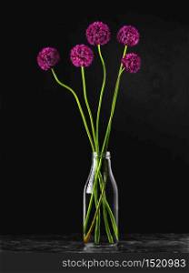 Blooming wild onions in a glass vase with water, isolated on a black background, studio shot, still life. Several buds of blooming onions, concept of a card with flowers. Close-up of flowers