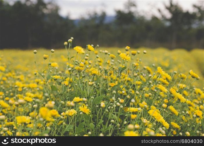 blooming yellow Chrysanthemum flower in agriculture field