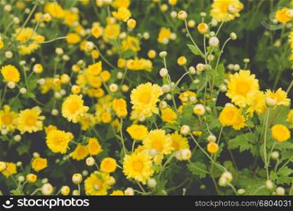 blooming yellow Chrysanthemum flower in agriculture field, soft focus