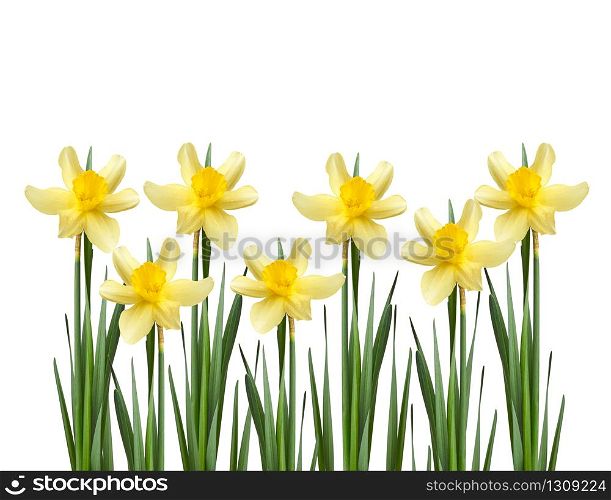 blooming yellow daffodil bud and green leaves isolated on white background, spring flower, close up, set