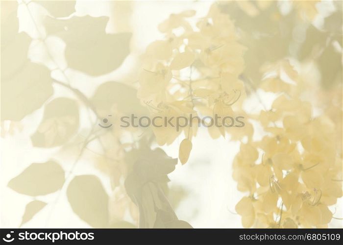 blooming yellow flower of golden shower tree in summer, soft focus and color filter