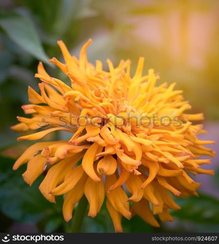blooming yellow flower Zinnia in the garden on a summer day, selective focus