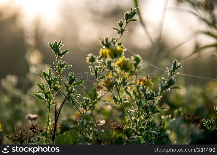 Blooming yellow flowers on a green grass. Meadow with wild flowers. Flowers is seed-bearing part of a plant, consisting of reproductive organs that are typically surrounded by a brightly coloured petals and green calyx.