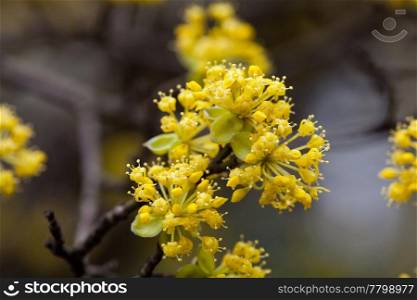 blooming yellow flowers on the branches of a tree