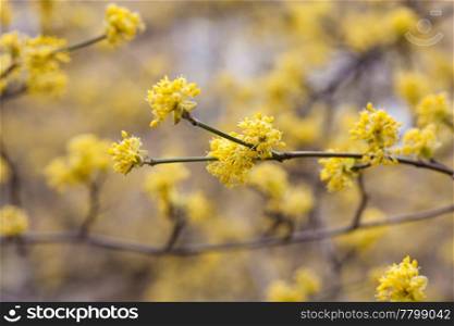 blooming yellow flowers on the branches of a tree