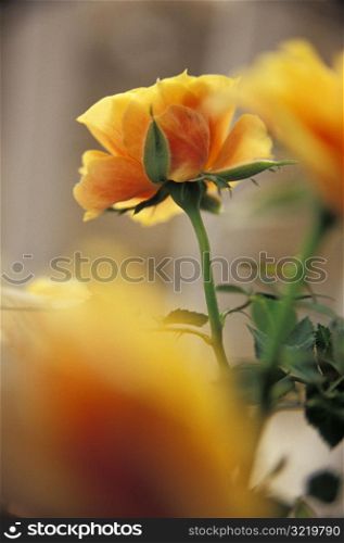 Blooming Yellow Rose