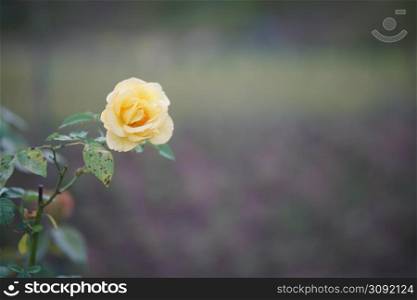 blooming yellow rose flower in bloom in garden park