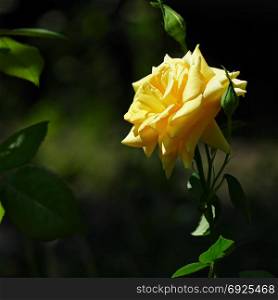 blooming yellow rose flower on a dark foliage background