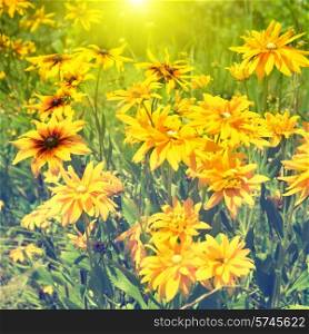 Blooming yellow rudbeckia (Black-eyed Susan flower) with sun light and green grass