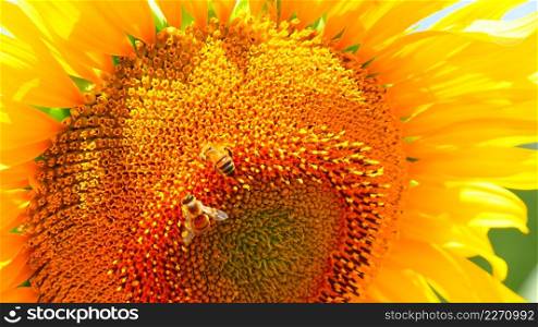 Blooming yellow sunflower and honey bee on flower collecting pollen. Provence in France.. Blooming sunflower with honey bee