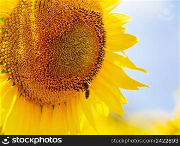 Blooming yellow sunflower and honey bee on flower collecting pollen. Provence in France.. Blooming sunflower with honey bee