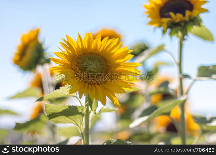 Blooming yellow sunflower blossom and blue sky, summer time