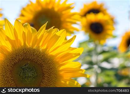 Blooming yellow sunflower blossom and blue sky, summer time