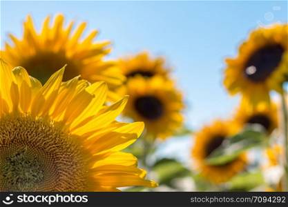 Blooming yellow sunflower blossom and blue sky, summer time