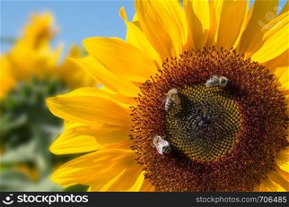 Blooming yellow sunflower blossom with bees and blue sky, summer time
