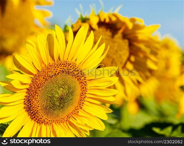 Blooming yellow sunflower. Summer nature. Blooming yellow sunflower