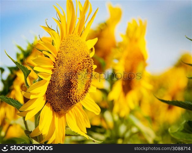 Blooming yellow sunflower. Summer nature. Blooming yellow sunflower