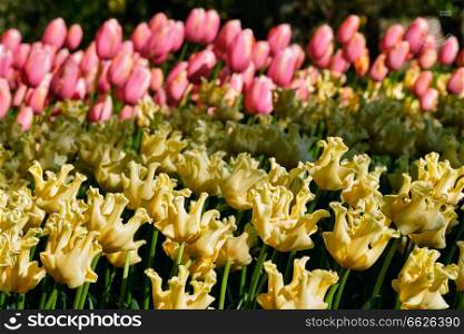 Blooming yellow tulips flowerbed in Keukenhof flower garden, also known as the Garden of Europe, one of the world largest flower gardens and popular tourist attraction. Lisse, the Netherlands.. Blooming tulips flowerbed in Keukenhof flower garden, Netherland