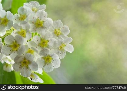 Blooms of Spiraea Vanhouttei or Bridal Wreath Flowers