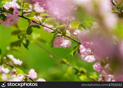 Blossom almond. Almond tree pink flowers