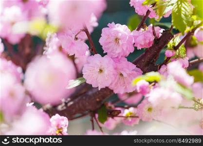 Blossom almond. Almond tree pink flowers