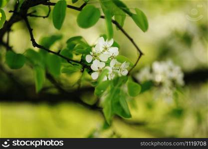 Blossom apple over nature background, spring flowers. Blossom apple over nature background, spring flowers.