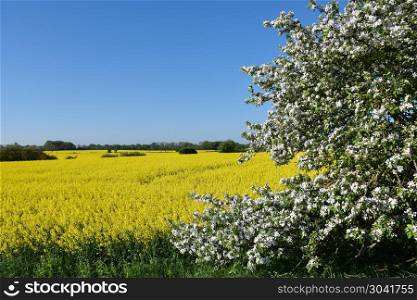 Blossom apple tree by a yellow canola field at the swedish island Oland. Blossom apple tree by a yellow field