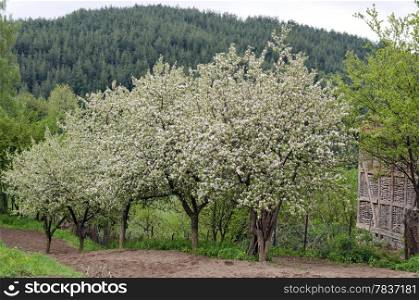 Blossom apple-trees in spring