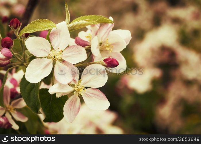 Blossom apples garden background with grunge texture overlay