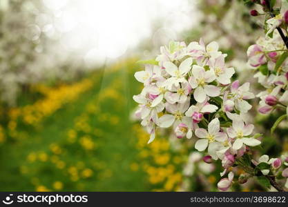 Blossom apples garden background with grunge texture overlay