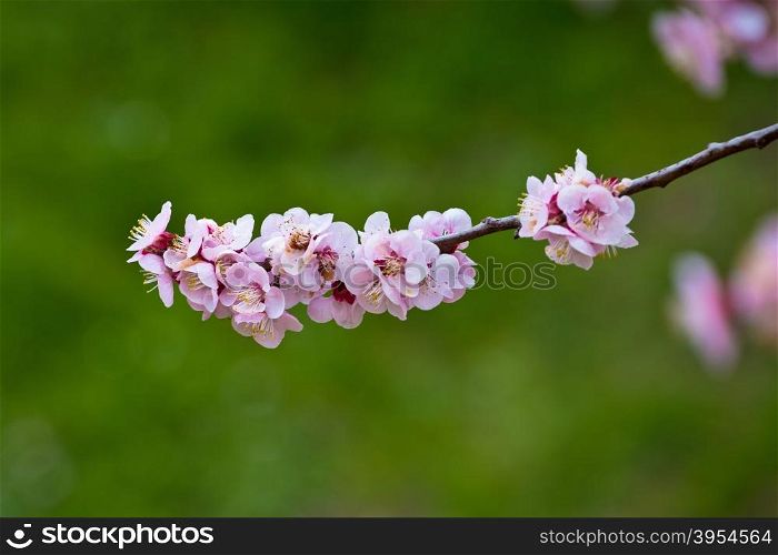 Blossom apricot tree springtime view on green background