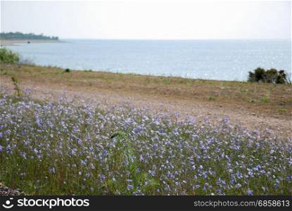 Blossom blue flax wildflowers by the coast at the swedish island Oland