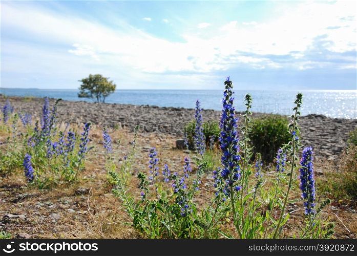 Blossom blue-weed flowers by the coast of the Swedish island Oland in the Baltic Sea
