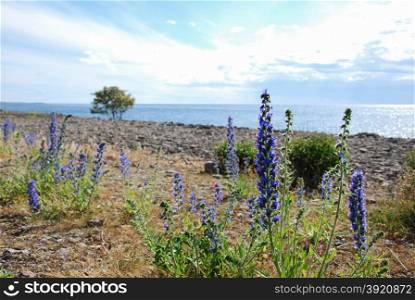Blossom blue-weed flowers by the coast of the Swedish island Oland in the Baltic Sea