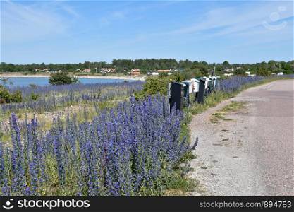 Blossom blueweed flowers by a roadside with mailboxes at the swedish countryside on the island Oland