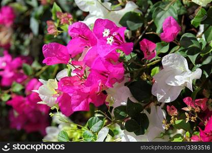 blossom branch with pink and white flowers