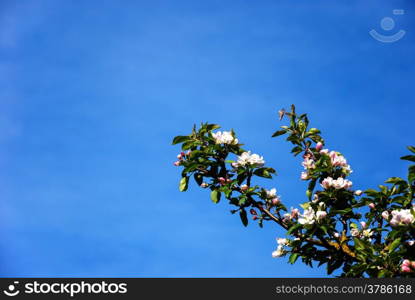 Blossom branches of apple tree at a blue sky,