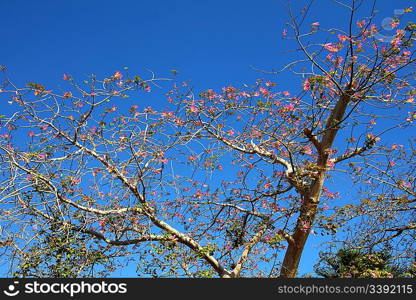 blossom branches of bottle tree in africa - adenium obesum socotra