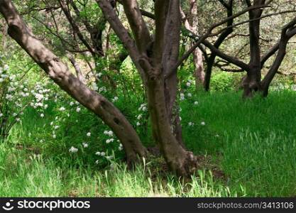 Blossom bush with white flowers in spring forest